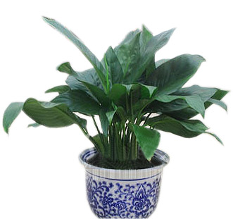 绿色植物/一帆风顺