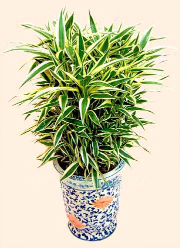 绿色植物/黄金竹