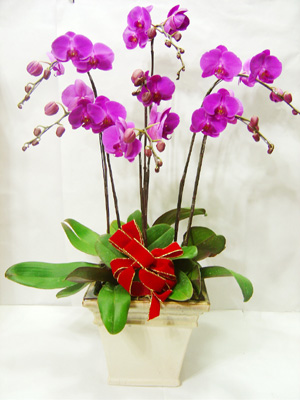 绿色植物/蝴蝶兰7株