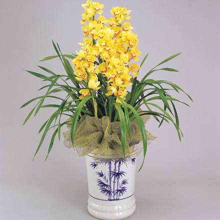 绿色植物/黄金岁月