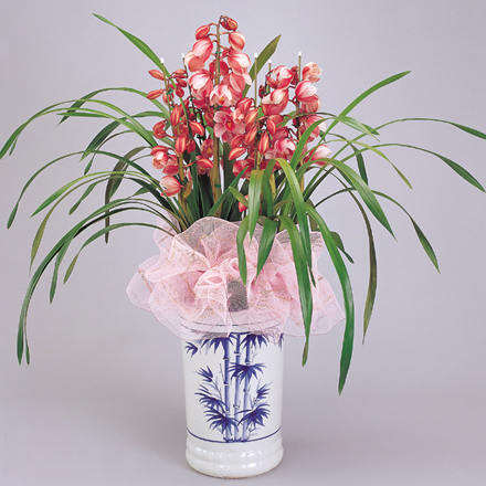 绿色植物/万事顺意