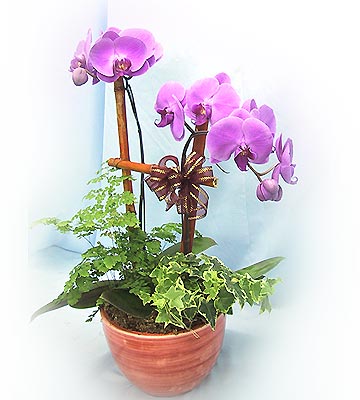 绿色植物/吉祥如意