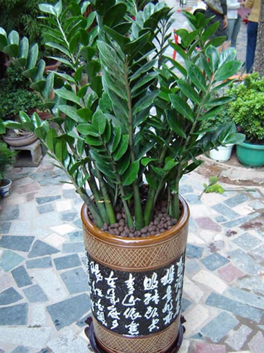 绿色植物/金钱树