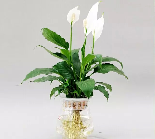 龟背竹水培技巧 20151118920552799670.jpg