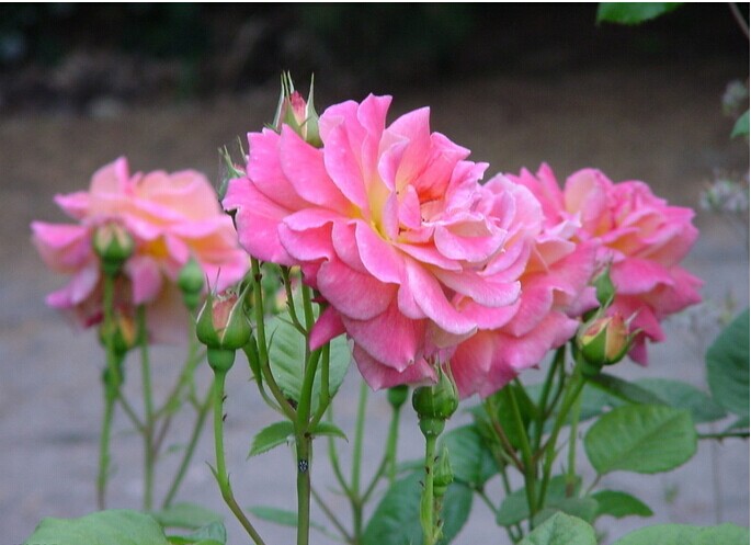 月季花种类要有食用玫瑰,藤本月季(ci系),大花香季(切花