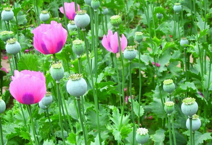 罂粟花的花语是什么?有多少品种和作用?