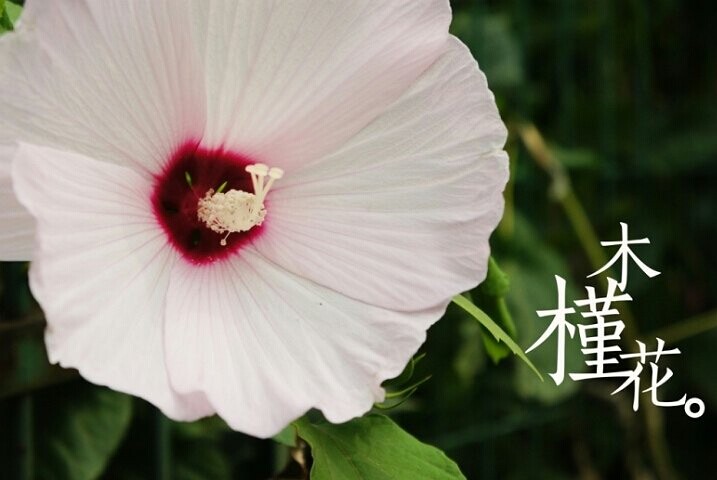 木槿花花语是什么?有何药效?