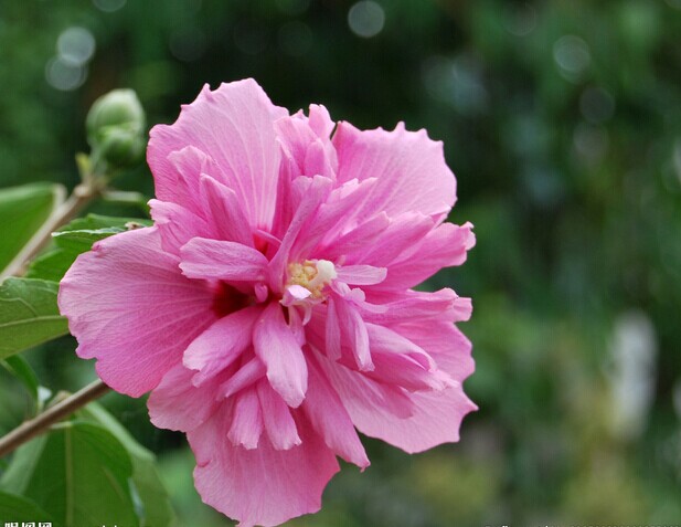 木槿花花语是什么?有何药效?