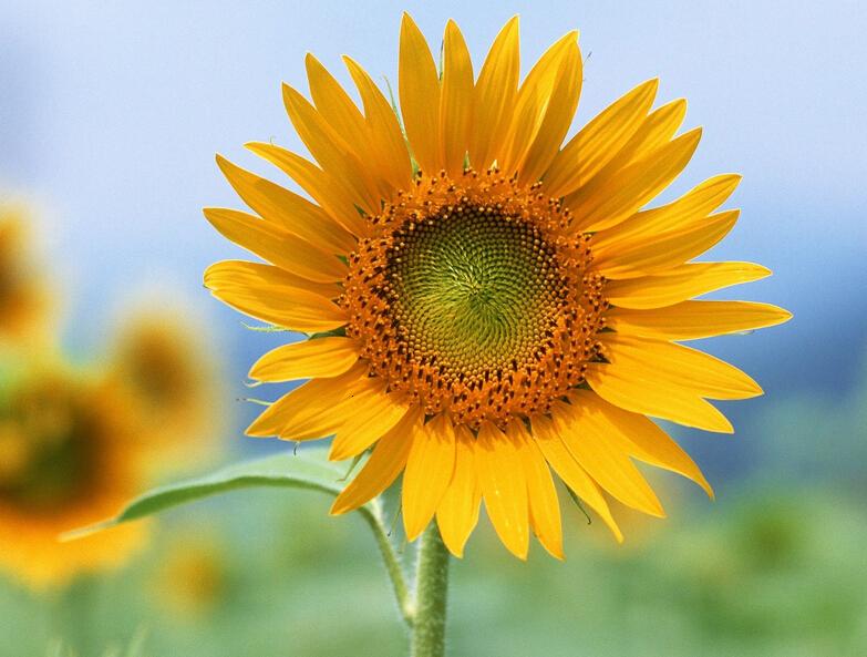 向日葵介绍,向日葵养护注意事项及花语