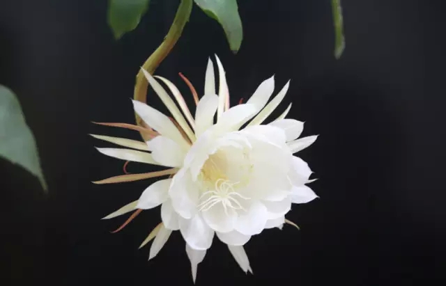 昙花  