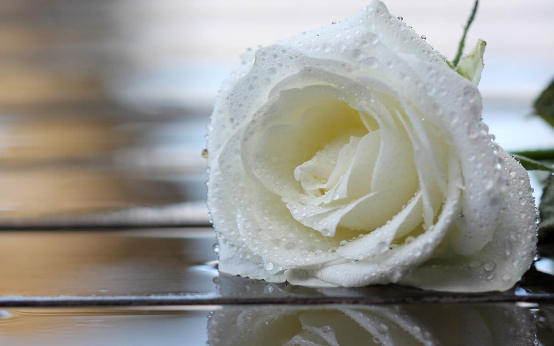 白玫瑰白色玫瑰免抠素材免费下载-素材fJSzVqqaP-新图网
