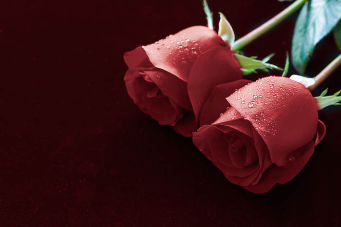 两朵玫瑰花花语是什么?两朵玫瑰花代表什么意思?