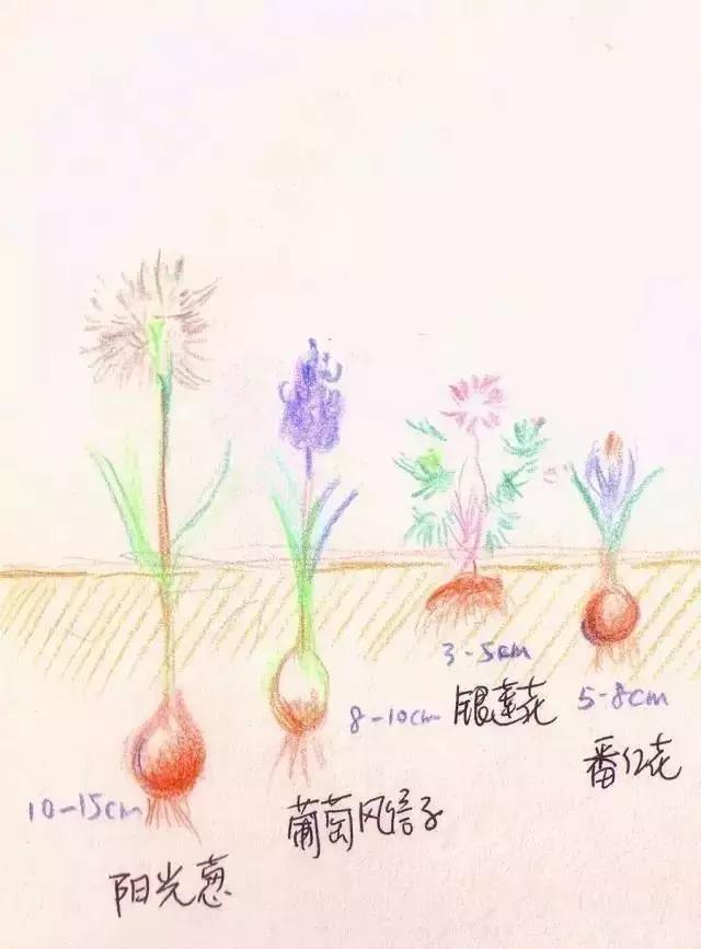 除了朱顶红,其他球根基本可以用球根的大小来衡量种植的深度,地栽覆土