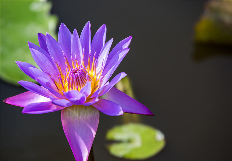 碗蓮不開(kāi)花怎么辦？