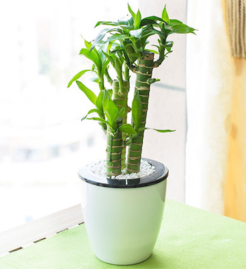 多肉植物_创意礼品店,特色生日礼品,生日礼物