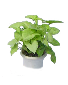 绿色植物/合果芋