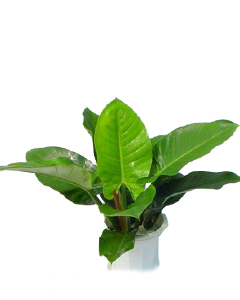 绿色植物/绿帝王