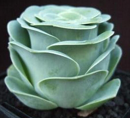 山地玫瑰怎么养?-中国鲜花礼品网