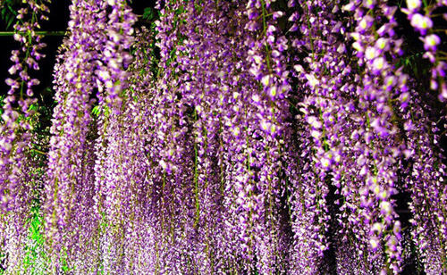 紫藤花花语,紫藤花的传说