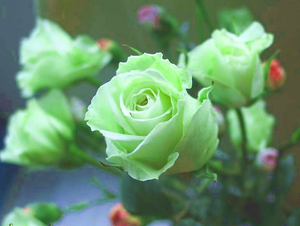 高清绿玫瑰