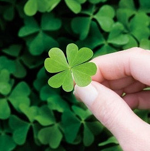 四叶草的含义,四叶草的花语