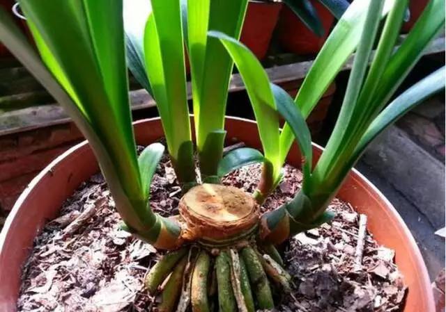 君子兰怎么分株-中国鲜花礼品网