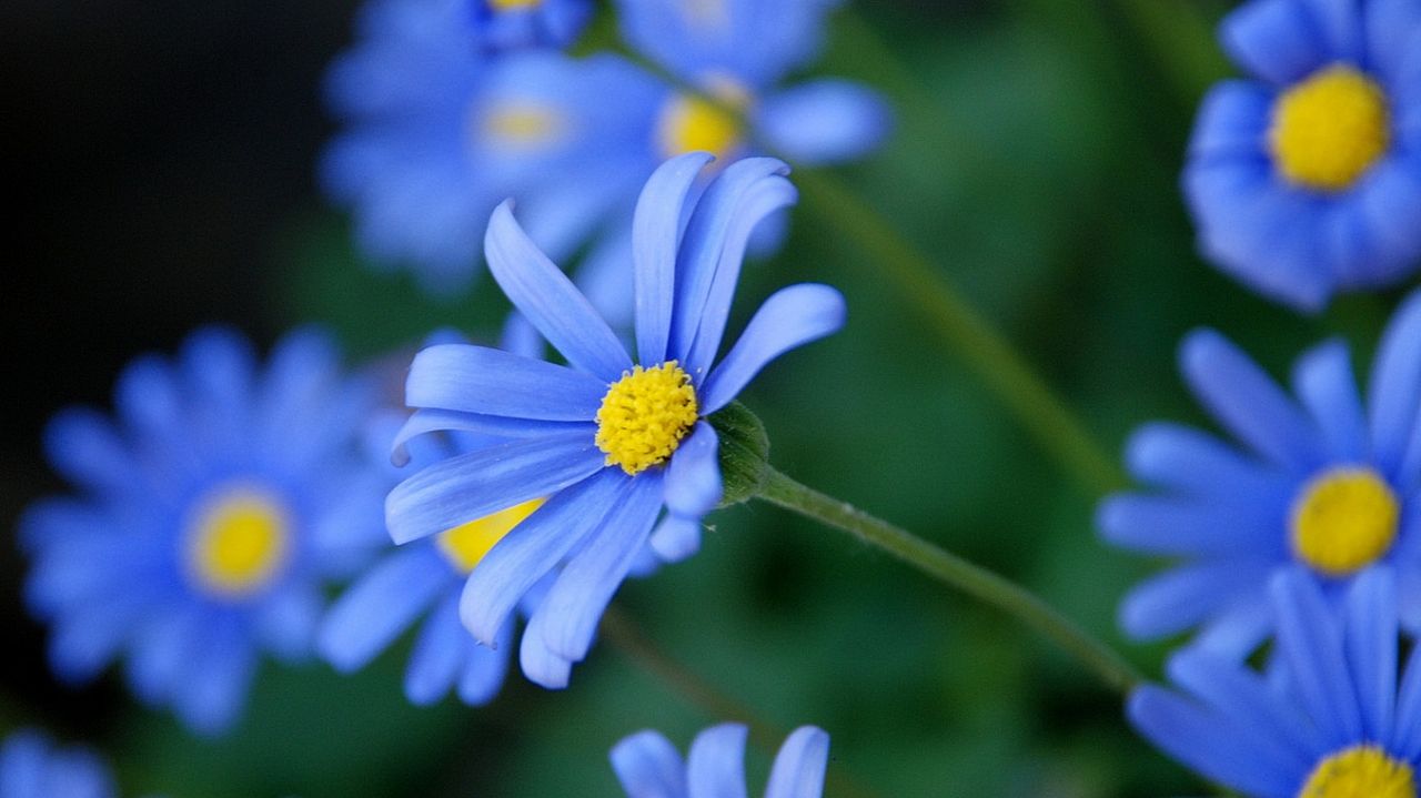 花语大全带图片和花名雏菊(花语大全 各种花的花语菊花)