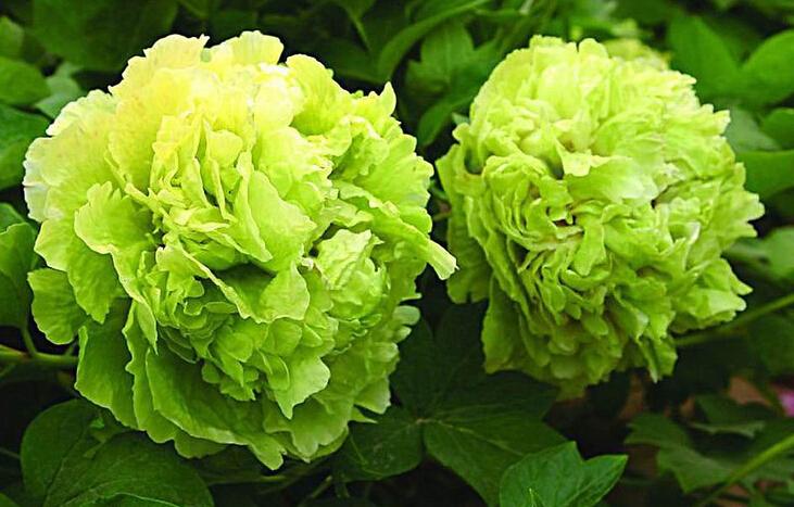 牡丹详细介绍,花语与养殖方法及注意事项