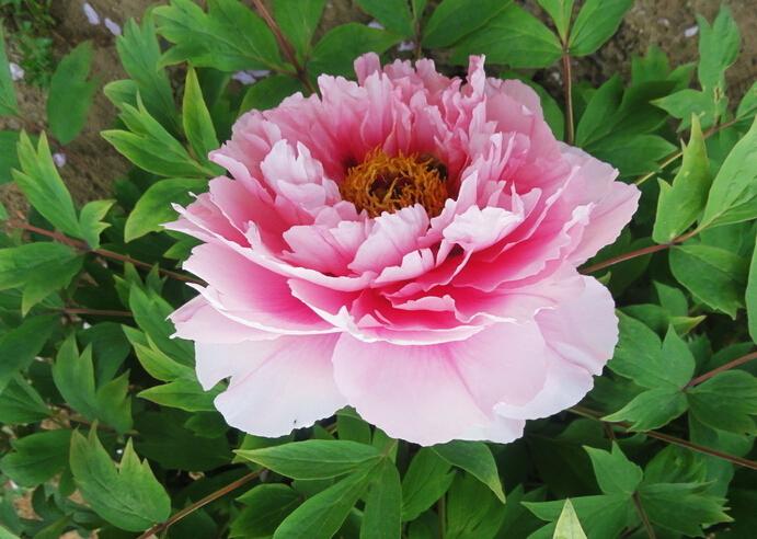 牡丹详细介绍,花语与养殖方法及注意事项