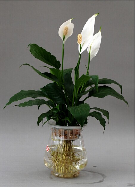 白掌的寓意和养殖方法