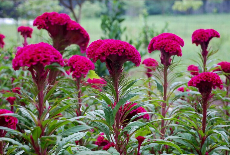 花怎樣養殖