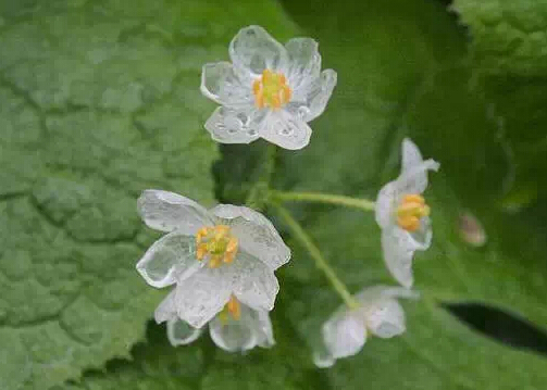 山荷叶的花语(山荷叶的花语是什么)