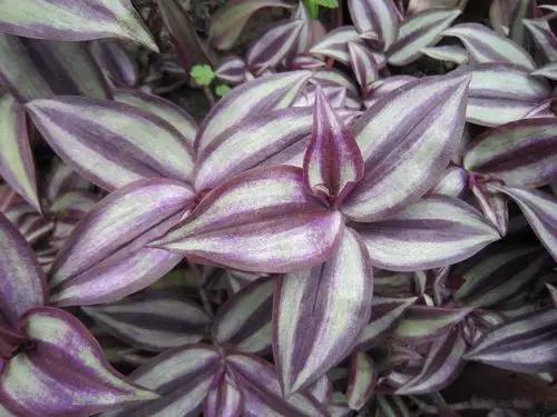 11,紫吊兰