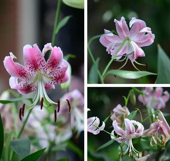 尖被百合:是野百合中长得比较神奇的物种,植株矮小,一棵植株一般只开