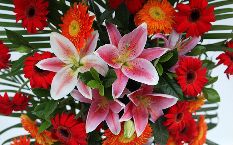 吉星高照:开业花篮: 红橙两色太阳花共40枝,粉色香水百合7枝,粉色金鱼