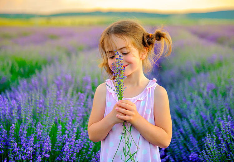 植物界中的那一抹蓝紫色 花礼网 鲜花礼品网