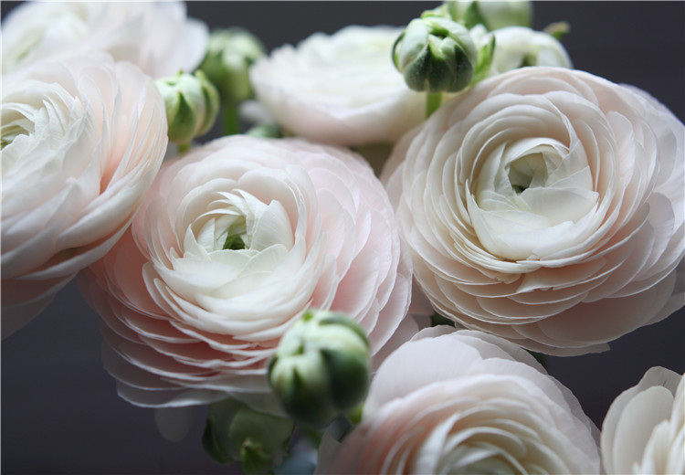 你知道这些美得超乎想象的花吗 花礼网 中国鲜花礼品网