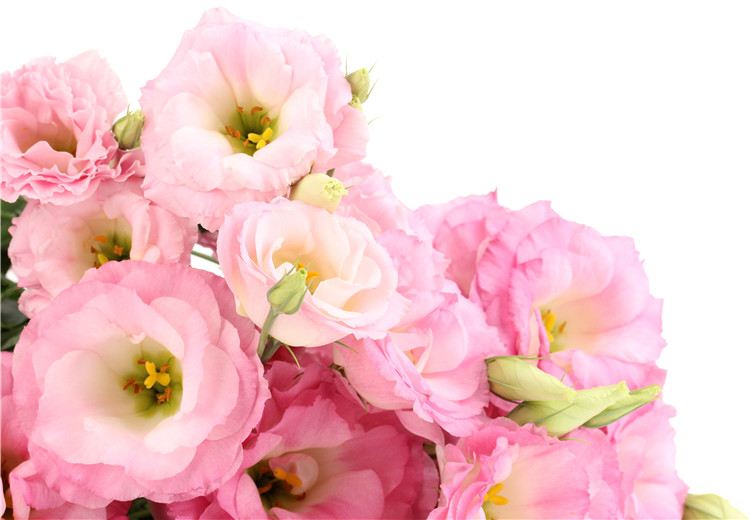 粉色洋桔梗的花语是什么 粉色洋桔梗花束推荐 中国花礼网 鲜花礼品网