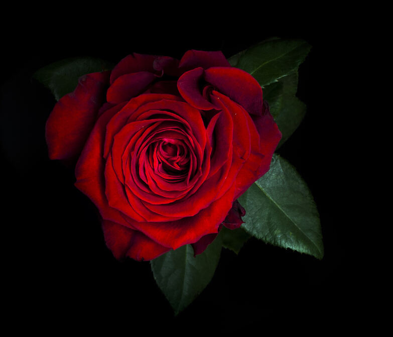 6朵红玫瑰的花语,6朵红玫瑰代表什么意思?
