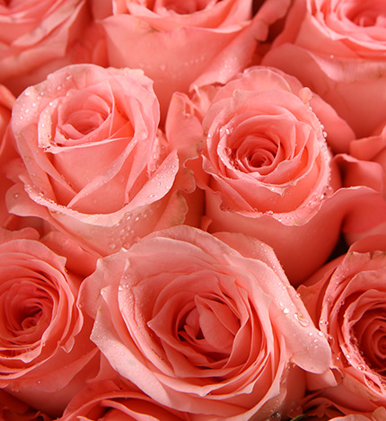 粉红玫瑰代表图片