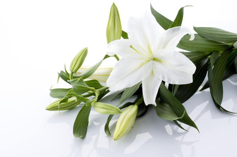 教你种出又大又美的百合花 中国花礼网 鲜花礼品网
