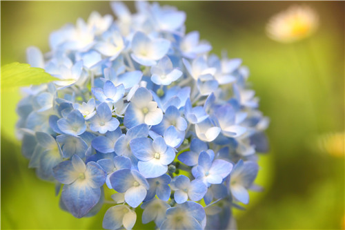 八仙花的花语是什么 八仙花的传说是什么 中国花礼网 鲜花礼品网