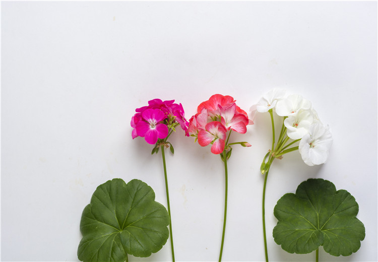 天竺葵的花语 花语大全 尽在花礼网 中国鲜花礼品网 简称花礼网