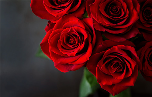 32朵红玫瑰的花语,32朵红玫瑰代表什么意思?