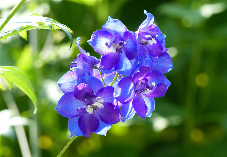 让人清凉一夏的蓝色系小花有哪些 花礼网 中国鲜花礼品网
