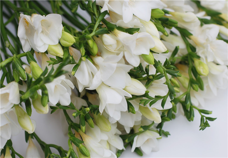 这6种球根植物美翻了 现在播种许你一个美丽的春天 花礼网 中国鲜花礼品网