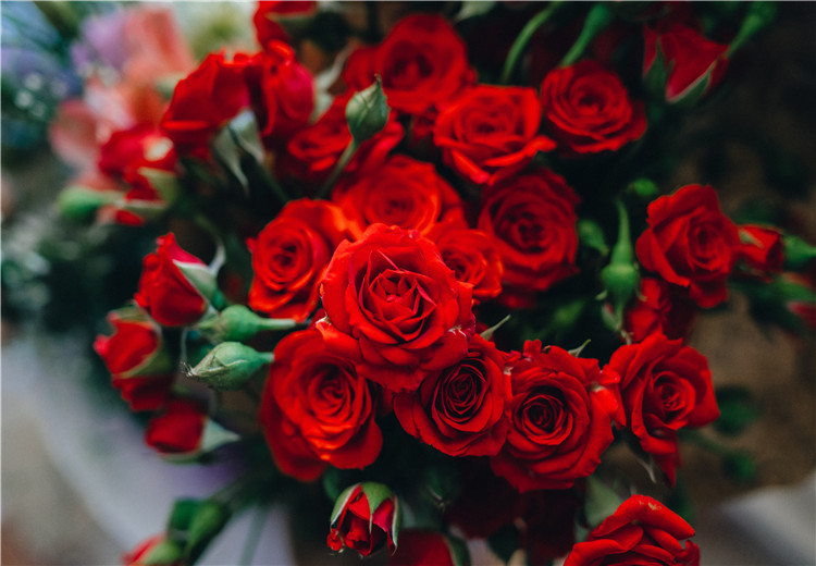 给喜欢的人送花，到底该送白玫瑰or红玫瑰还是香槟玫瑰？-中国花礼网(鲜花礼品网)