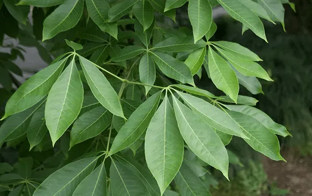 七叶树为何叫菩提树-花礼网(鲜花礼品网)