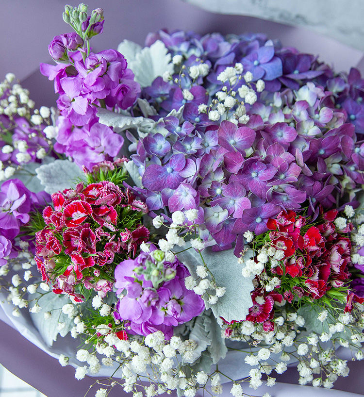 摩羯座幸运花:深紫色绣球1枝,紫色紫罗兰6枝,红紫色石竹梅4枝,银叶菊